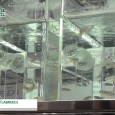株式会社イワキはBIO tech 2014にて、小型魚類集合水槽システム「LABREED」を出展。 1台で小型魚類など数多くの個体の生体管理が容易に行えるシステムを紹介。