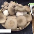 タカラバイオ株式会社はファベックス 2015にて、京都丹波産「大黒本しめじ」を出展。