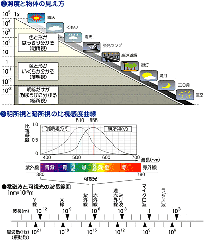 （2）照度と物体の見え方／比視感度曲線