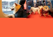 JR東海、愛犬と乗れる新幹線「わんわんエクスプレス~愛犬と楽しむインターペット大阪~」を試験運行